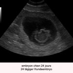 24-tage-embryo
